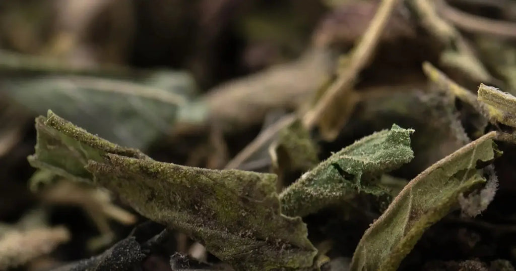 Best Uses for THCA Trim in 2026