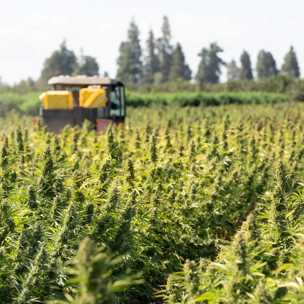 Best Soil for THCA Cannabis