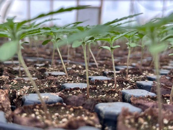 How to Grow THCA Flower