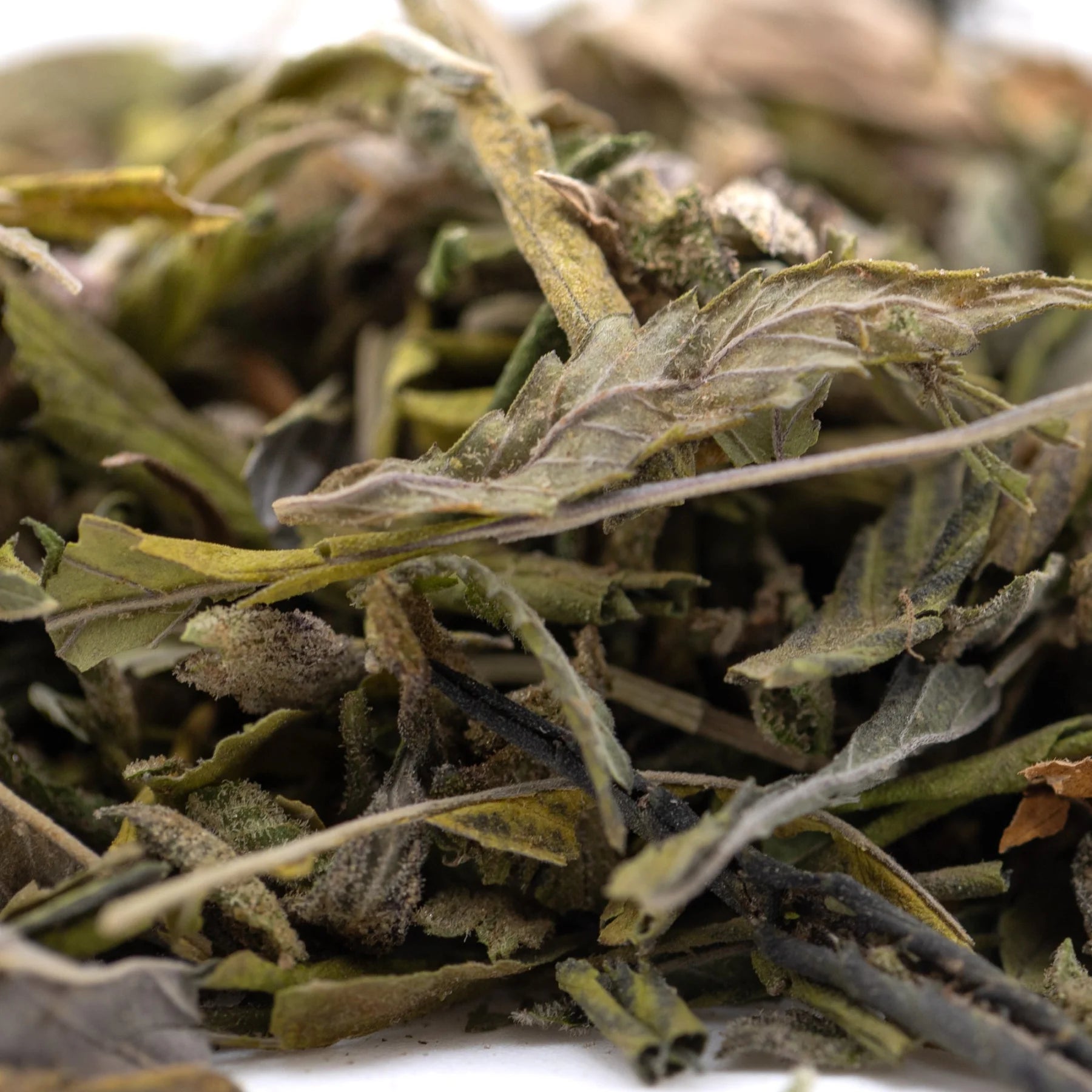 Dried green and yellowish mint leaves with visible stems from zkittlez cross greenhouse thca trim with tropical citrus candy-sweet flavor