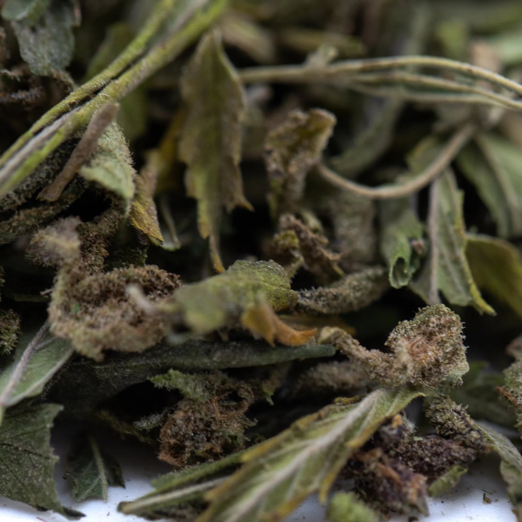 Dried sage leaves in green and brown with textured surface for zonkers greenhouse thca trim cookies n cream use