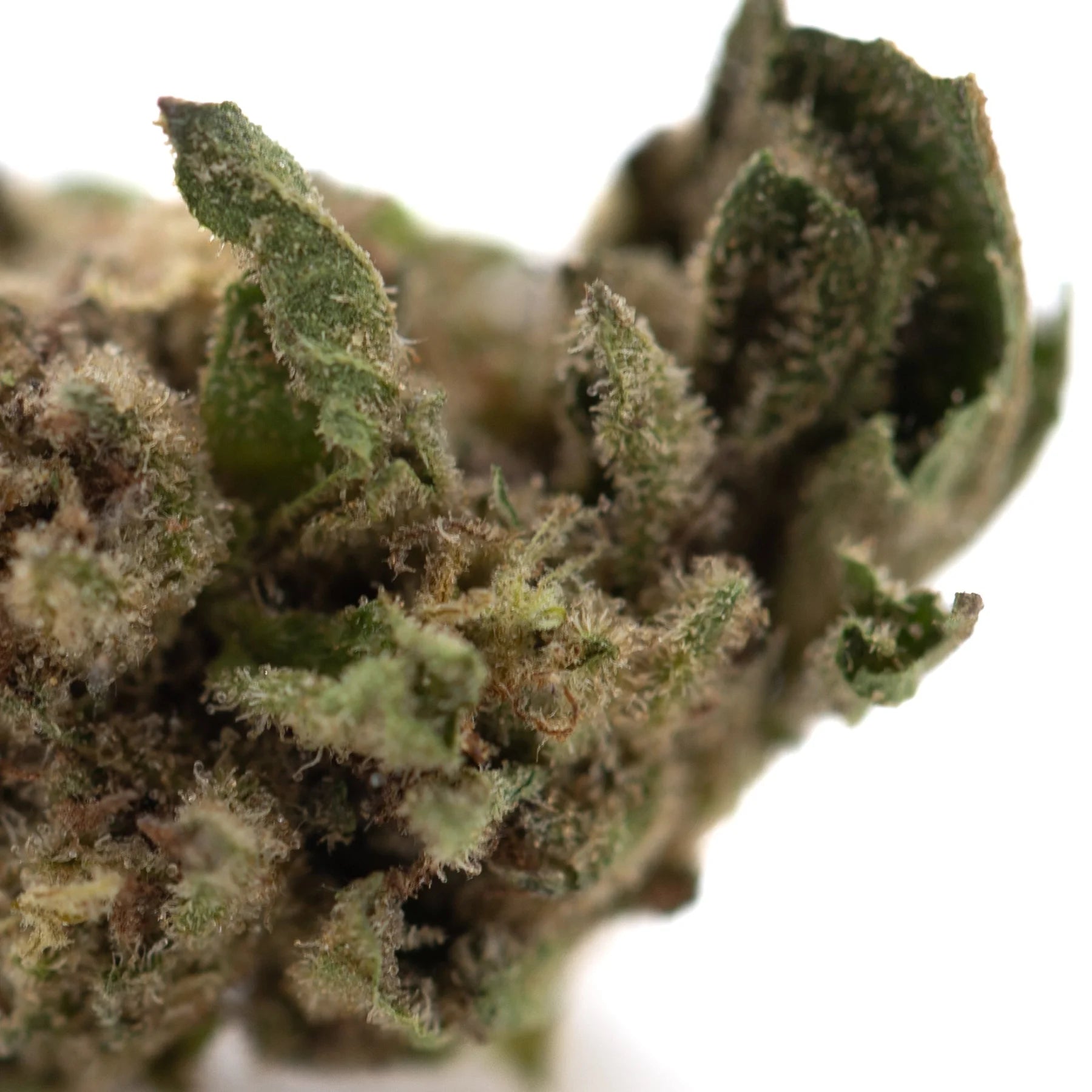 Dense green zushi thca small hemp flower with fuzzy texture brown trichomes and tropical terpene notes