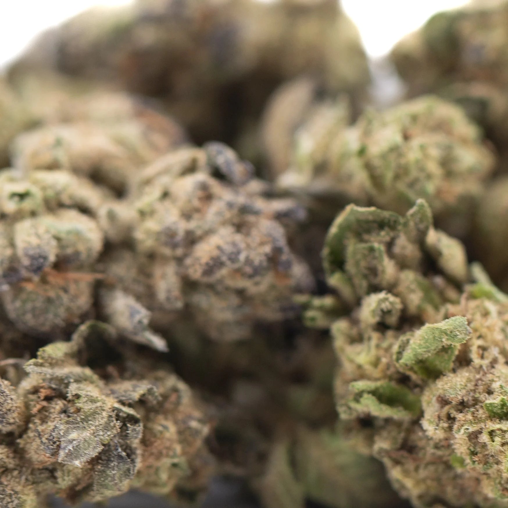 Lush dense zushi thca small hemp flower buds with green and brown hues covered in fine trichomes and tropical terpene