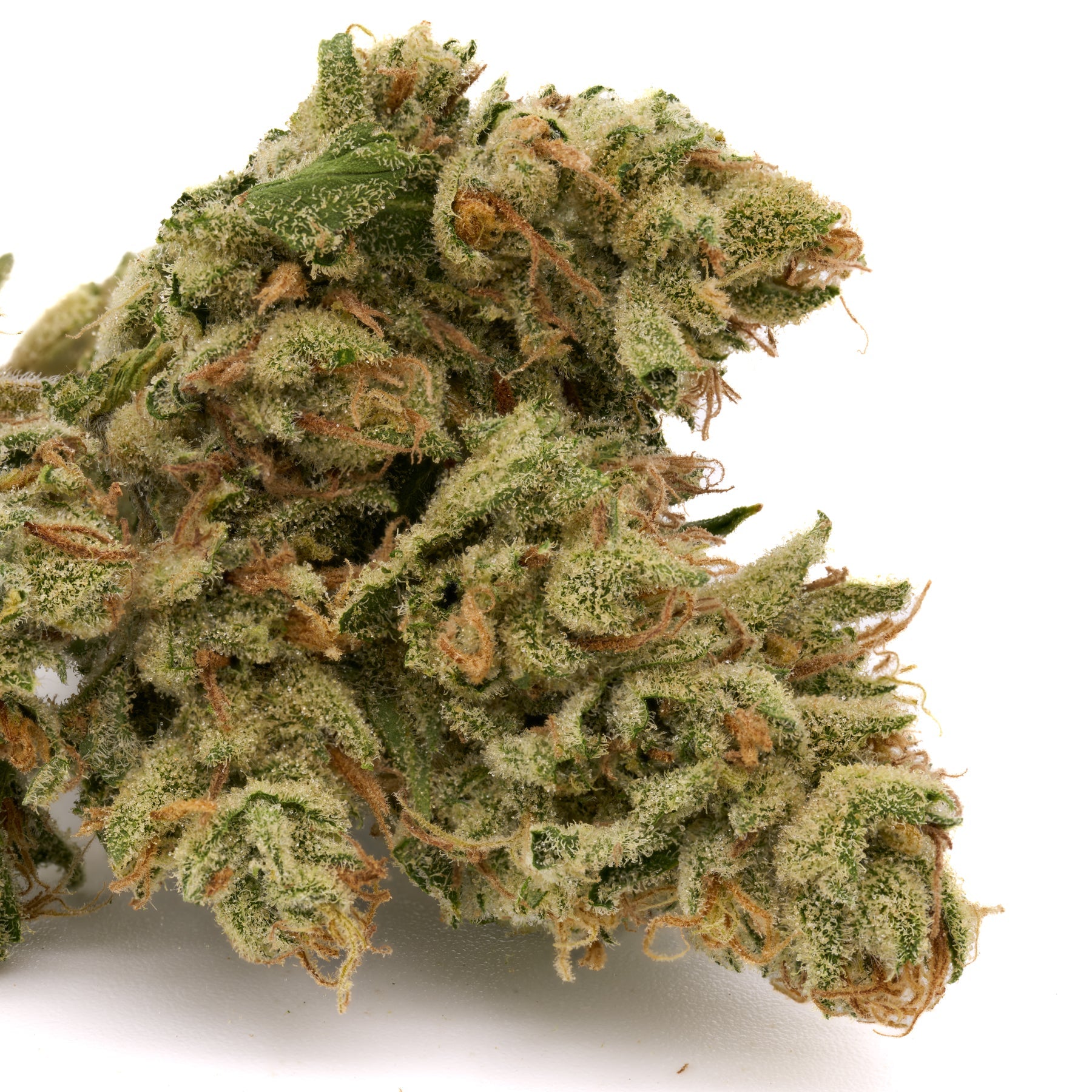 Zweet Insanity THCa Hemp Flower - Plants